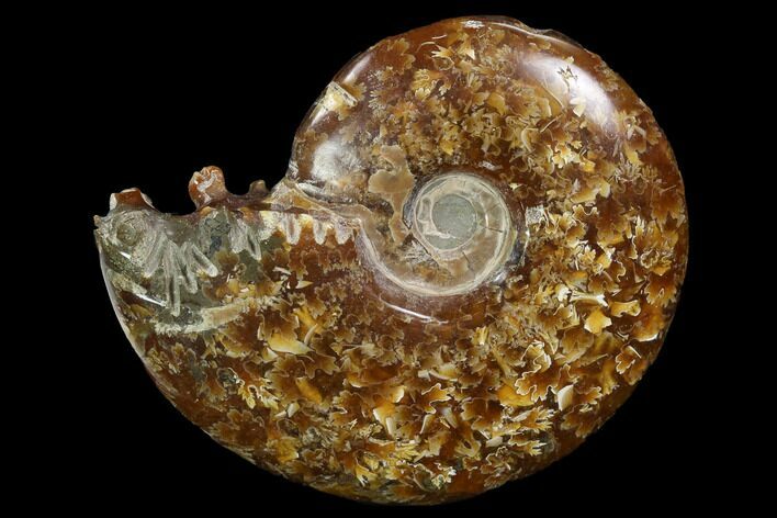 Polished, Agatized Ammonite (Cleoniceras) - Madagascar #97334